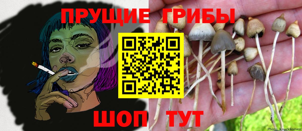 Галлюциногенные грибы Psilocybine cubensis Камышлов